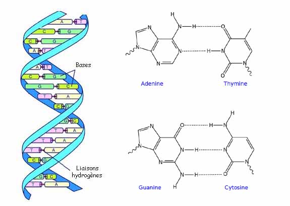 Molécule d'ADN