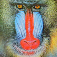 Singe en couleurs